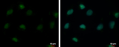 USP26 antibody [C2C3], C-term
