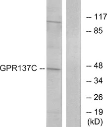 GPR137C antibody