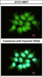 THOC7 antibody