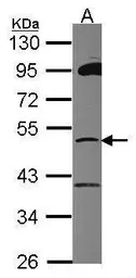 ZNF38 antibody [N2C2], Interna