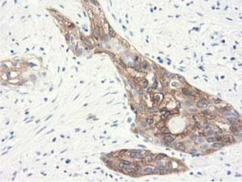 ALDH1L1 antibody [6A10]