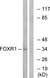 FOXR1 antibody