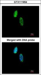 CKS2 antibody [N2C3]