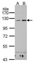 CD11c antibody