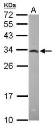 MRPL28 antibody [N2C3]