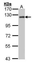 p130Cas antibody [N2C2], Inter