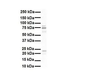 RHOT1 antibody, N-term
