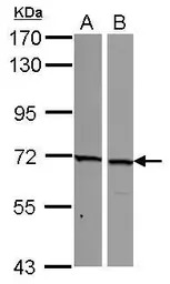 NCOA62 antibody
