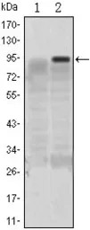 KLF4 antibody [1E6]