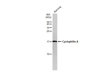 Cyclophilin A antibody [N1C3]