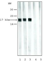 Histone H3K9me1 (Mono-methyl L