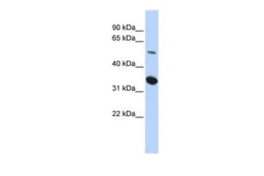 FAM175B antibody, Internal