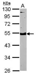 SPOCK3 antibody [N2C3]