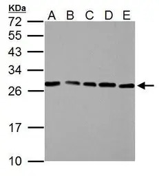 HMGB1 antibody