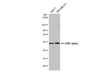 ERR alpha antibody [N1], N-ter