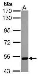 ZNF329 antibody