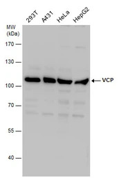 VCP antibody [N3C2], Internal