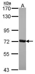 CSTF2 antibody [N1N2], N-term