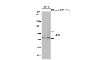 CD36 antibody [C1C3]