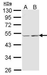 COX15 antibody [N1C1]