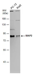 MAP2 antibody [HM-2]