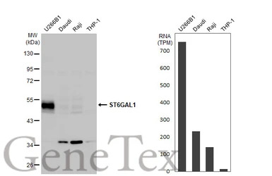ST6GAL1 antibody [N2C3]