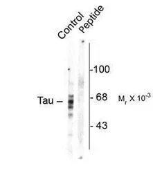 Tau (phospho Ser416) antibody