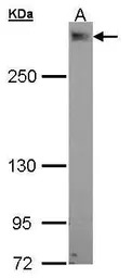 PDZK3 antibody [N1], N-term