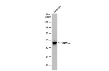 HDAC3 antibody [C3], C-term