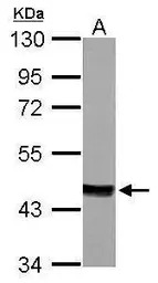 MVD antibody