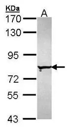 FNBP1 antibody [N1N2], N-term