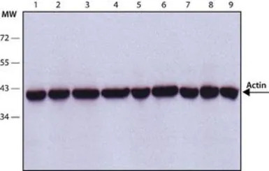 Actin antibody [AC-40]