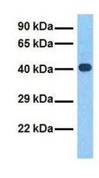 CYTB antibody, N-term