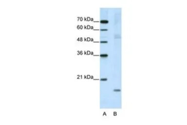 NIP7 antibody, C-term