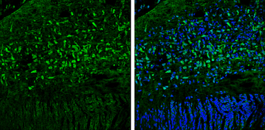 OGFOD1 antibody [N1N3]