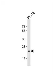 DHFR antibody, C-term
