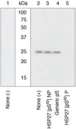 HSP27 (phospho Ser82) antibody