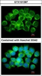 AHCY antibody [N3C3]
