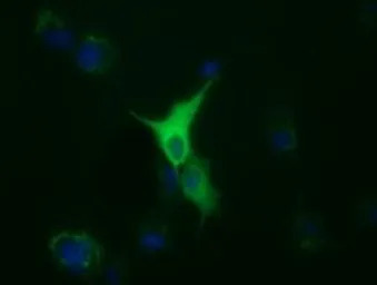 alpha Tubulin 8 antibody [2C2]