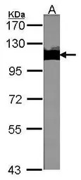 KAP1 antibody [N3C2], Internal