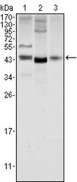 Wnt1 antibody [10C8]