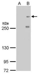 CENPF antibody [14C10 1D8]