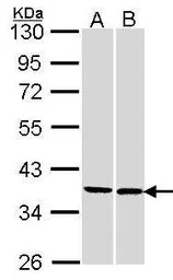FAM50A antibody [N3C3]