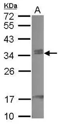 CBX7 antibody [N1C3]