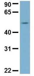 C22ORF28 antibody, N-term