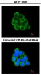 PECR antibody [C2C3], C-term