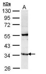 GIMAP5 antibody
