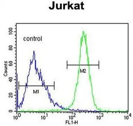 ANGEL1 antibody, C-term