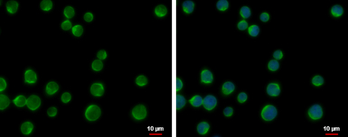 DOK2 antibody [N1C1]