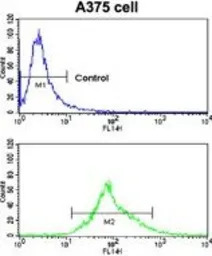 Carbonic Anhydrase 14 antibody
